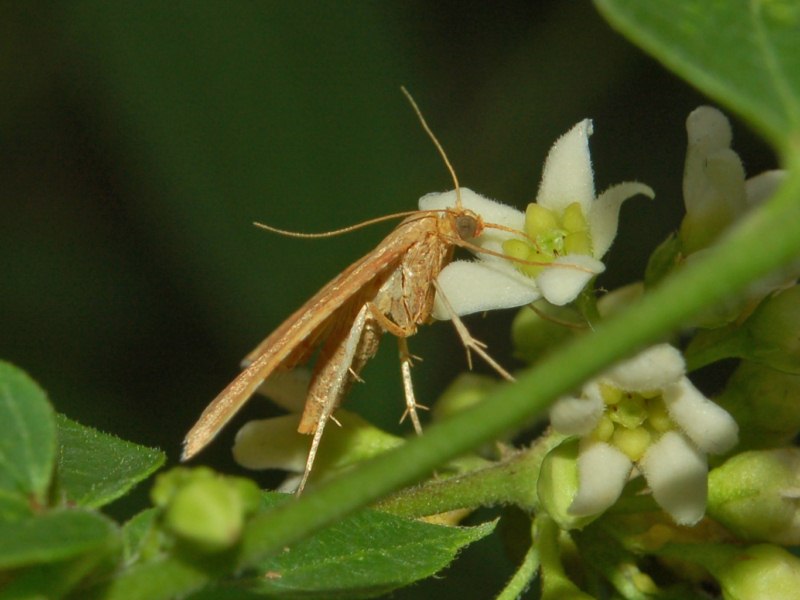 Una farfalletta da determinare -  Endotricha flammealis